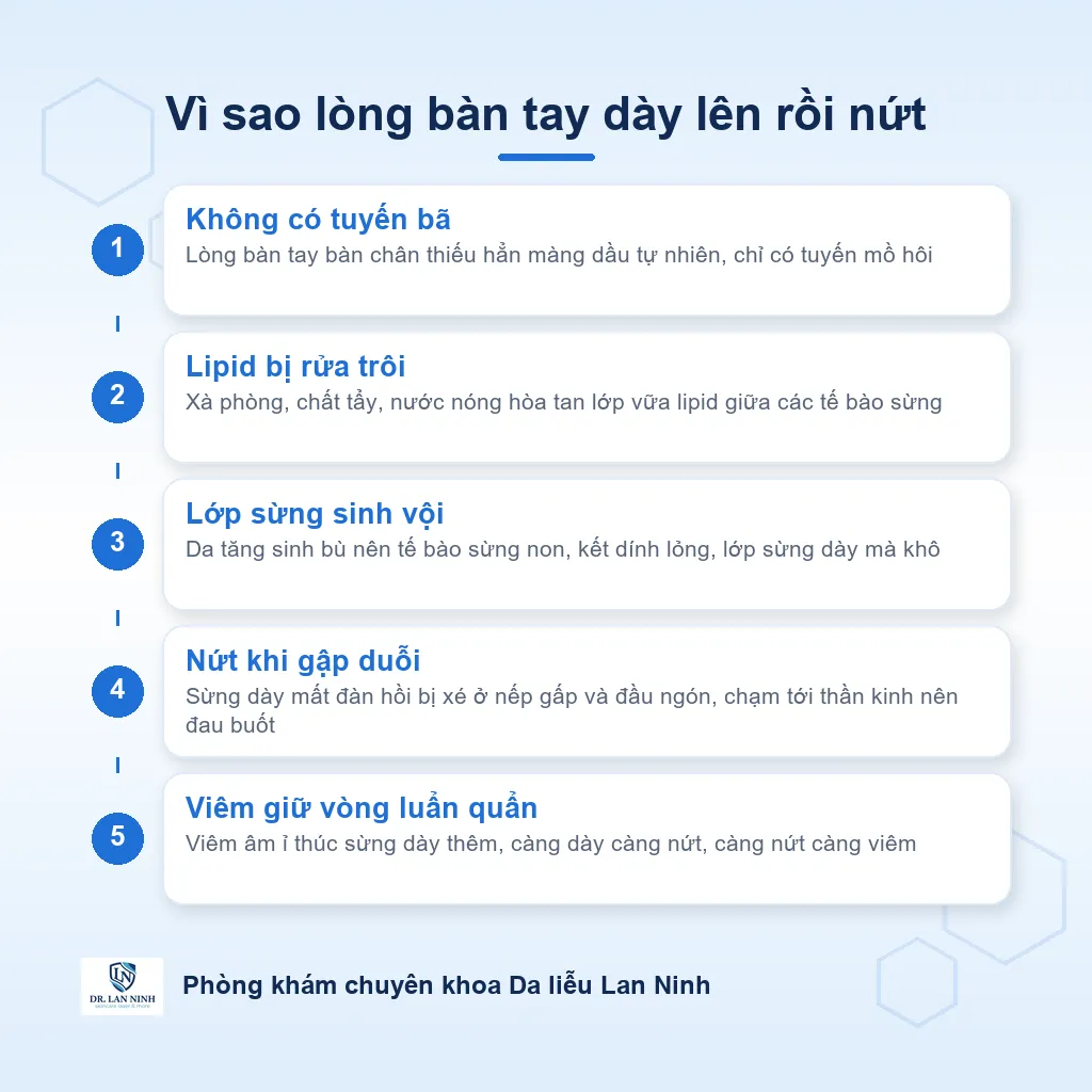 Sơ đồ cơ chế á sừng lòng bàn tay: hàng rào lipid bị rửa trôi, lớp sừng tăng sinh vội, dày mà kém đàn hồi nên nứt khi gập duỗi