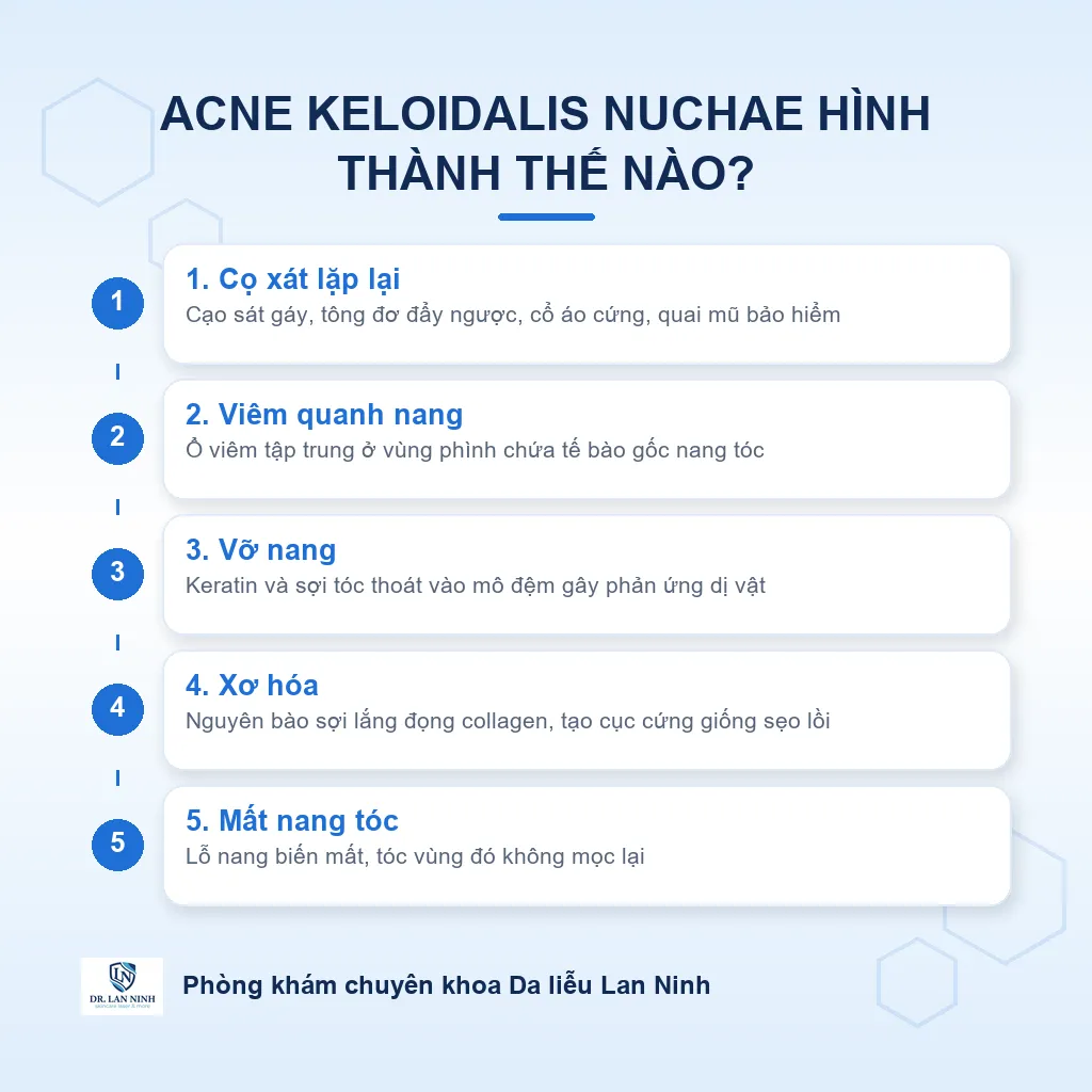 Cơ chế acne keloidalis nuchae: cọ xát vùng gáy gây viêm quanh nang, vỡ nang, phản ứng dị vật rồi xơ hóa mất nang tóc