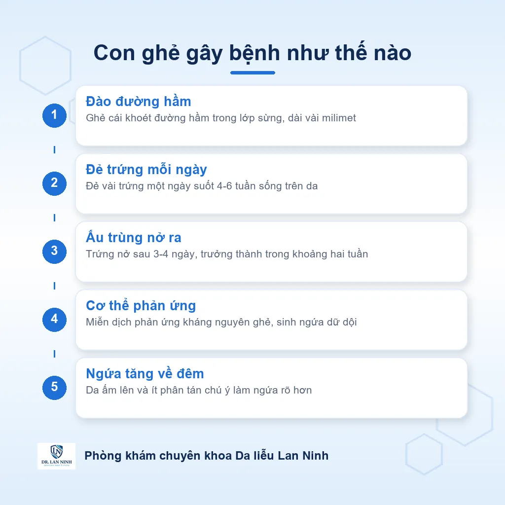 Sơ đồ cơ chế bệnh ghẻ: cái ghẻ đào đường hầm trong lớp sừng, đẻ trứng và gây phản ứng quá mẫn làm ngứa