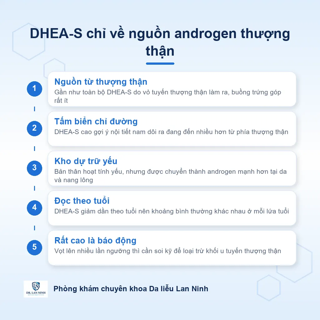Sơ đồ DHEA-S do tuyến thượng thận làm ra như tấm biển chỉ nguồn androgen, đọc cùng testosterone và tuổi trong mụn nội tiết