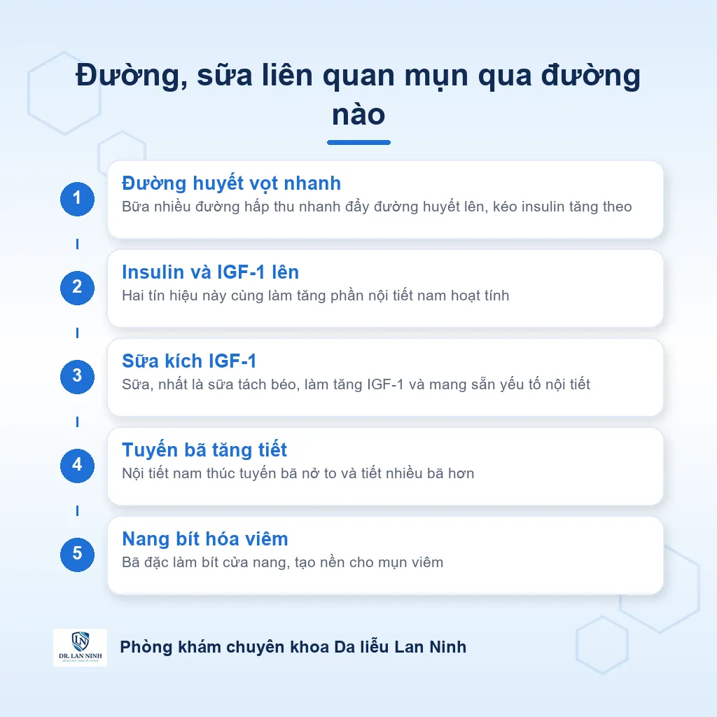Sơ đồ đường và sữa liên quan mụn nội tiết qua insulin và IGF-1 làm tăng nội tiết nam và tuyến bã