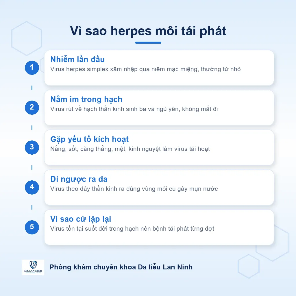 Sơ đồ cơ chế herpes môi: virus herpes simplex nằm tiềm ẩn trong hạch thần kinh sinh ba rồi tái hoạt ra môi