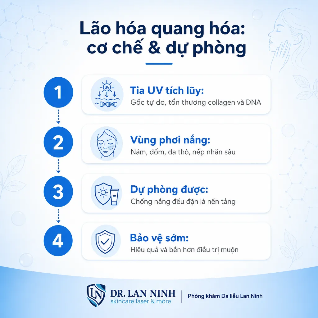 Cơ chế lão hóa quang hóa do tia UV: gốc tự do, men MMP phá collagen, thoái hóa sợi đàn hồi và cách dự phòng bằng chống nắng