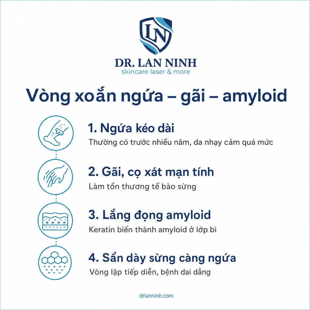 Infographic vòng xoắn ngứa - gãi - lắng đọng amyloid trong lichen amyloidosis