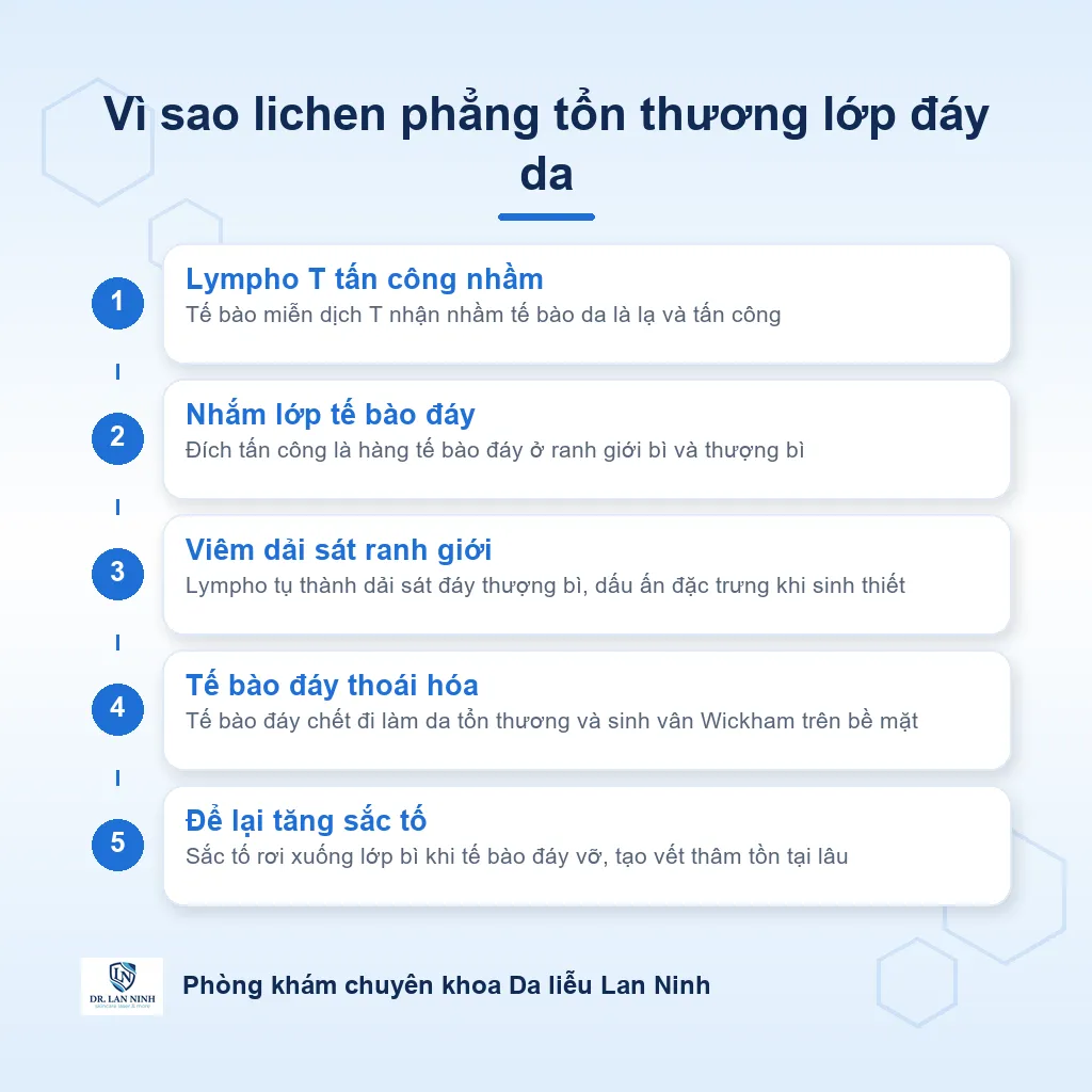 Sơ đồ cơ chế bệnh sinh lichen phẳng: tế bào lympho T tấn công lớp tế bào đáy thượng bì gây viêm dải ở ranh giới bì và thượng bì