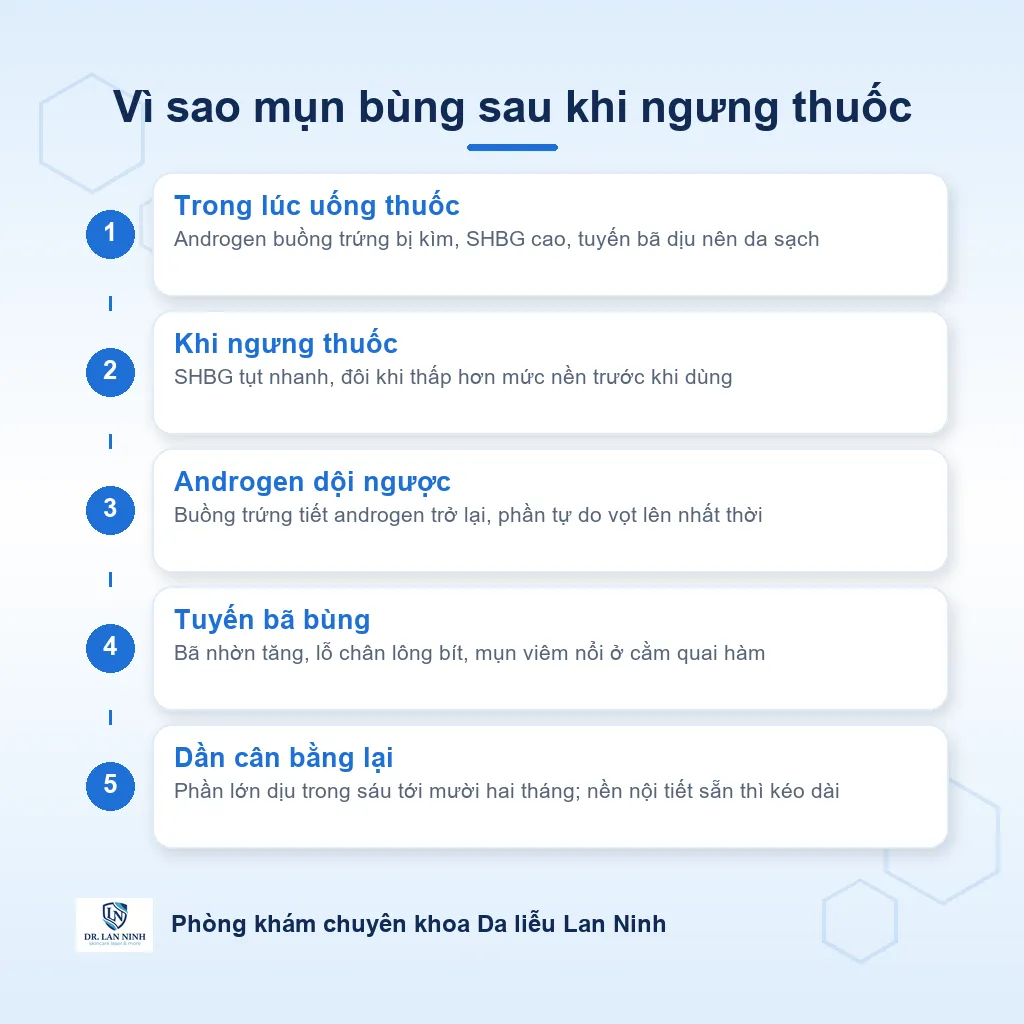 Sơ đồ cơ chế mụn bùng sau khi ngưng thuốc tránh thai: SHBG tụt, buồng trứng tiết androgen trở lại, androgen tự do dội lên kích thích tuyến bã gây mụn viêm ở cằm quai hàm