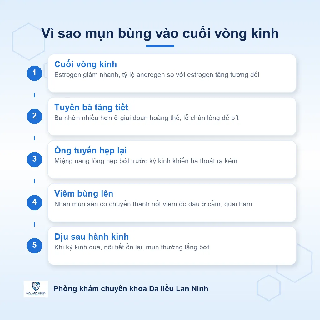 Sơ đồ cơ chế mụn bùng theo chu kỳ kinh: cuối vòng kinh estrogen giảm, tuyến bã tăng tiết, ống tuyến hẹp và viêm bùng lên ở cằm quai hàm