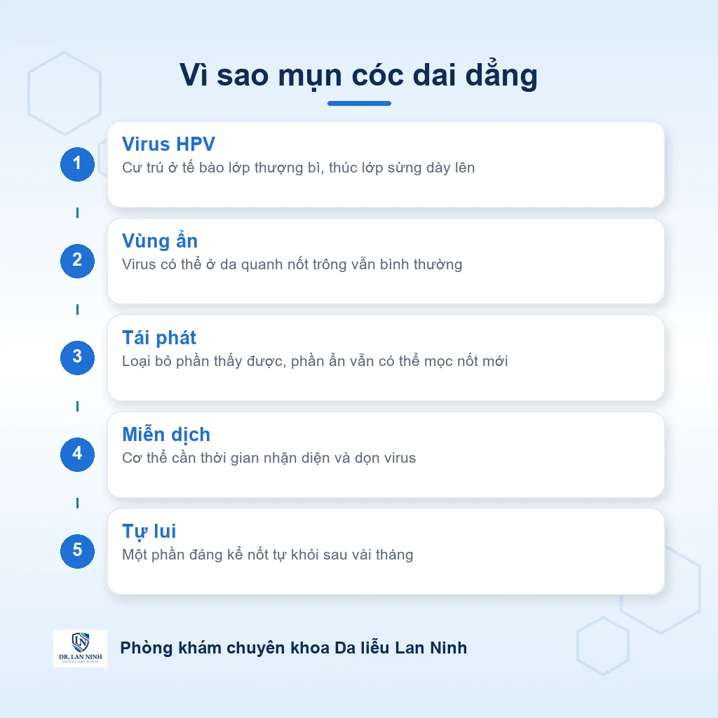 Sơ đồ cơ chế mụn cóc do HPV: virus cư trú ở thượng bì, thúc lớp sừng dày và có thể tồn tại ở vùng da lân cận gây tái phát