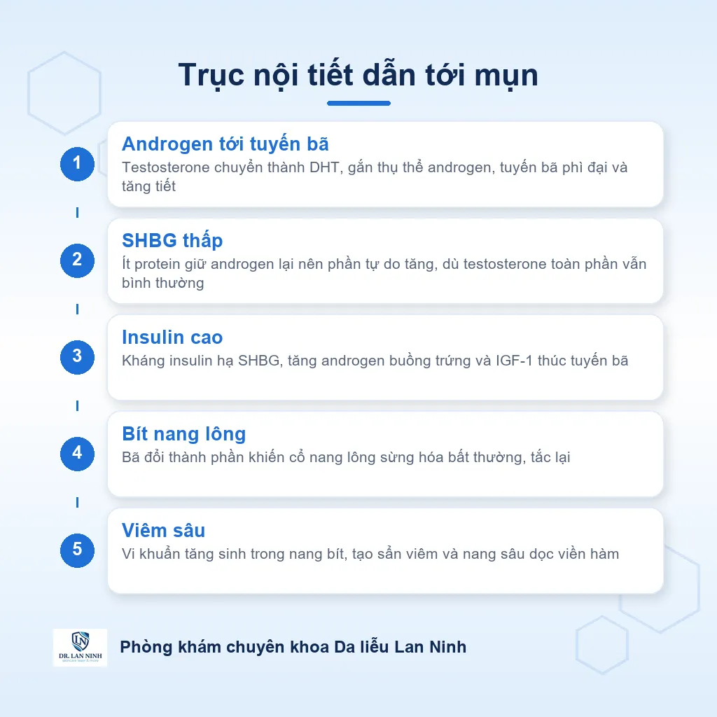 Sơ đồ cơ chế mụn nội tiết: androgen kích thích tuyến bã, SHBG thấp làm tăng androgen tự do, insulin cao góp phần, dẫn tới bít nang lông và viêm