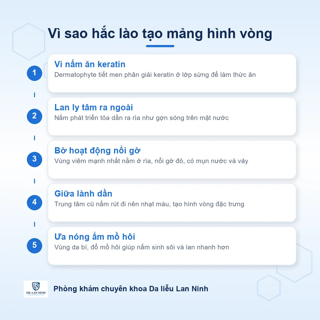 Sơ đồ cơ chế nấm da thân hắc lào: vi nấm dermatophyte ăn keratin lớp sừng, lan ly tâm tạo tổn thương hình vòng bờ hoạt động