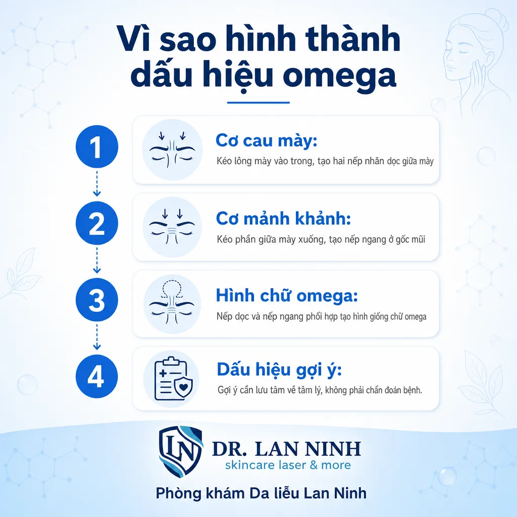 Giải phẫu vùng chau mày tạo dấu hiệu omega: cơ cau mày, cơ mảnh khảnh, nếp dọc hình chữ omega