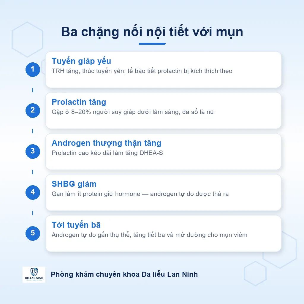 Sơ đồ ba chặng: tuyến giáp yếu làm tăng TRH và prolactin, prolactin cao làm tăng androgen thượng thận, cả hai cùng hạ SHBG khiến androgen tự do tăng và tác động lên tuyến bã.