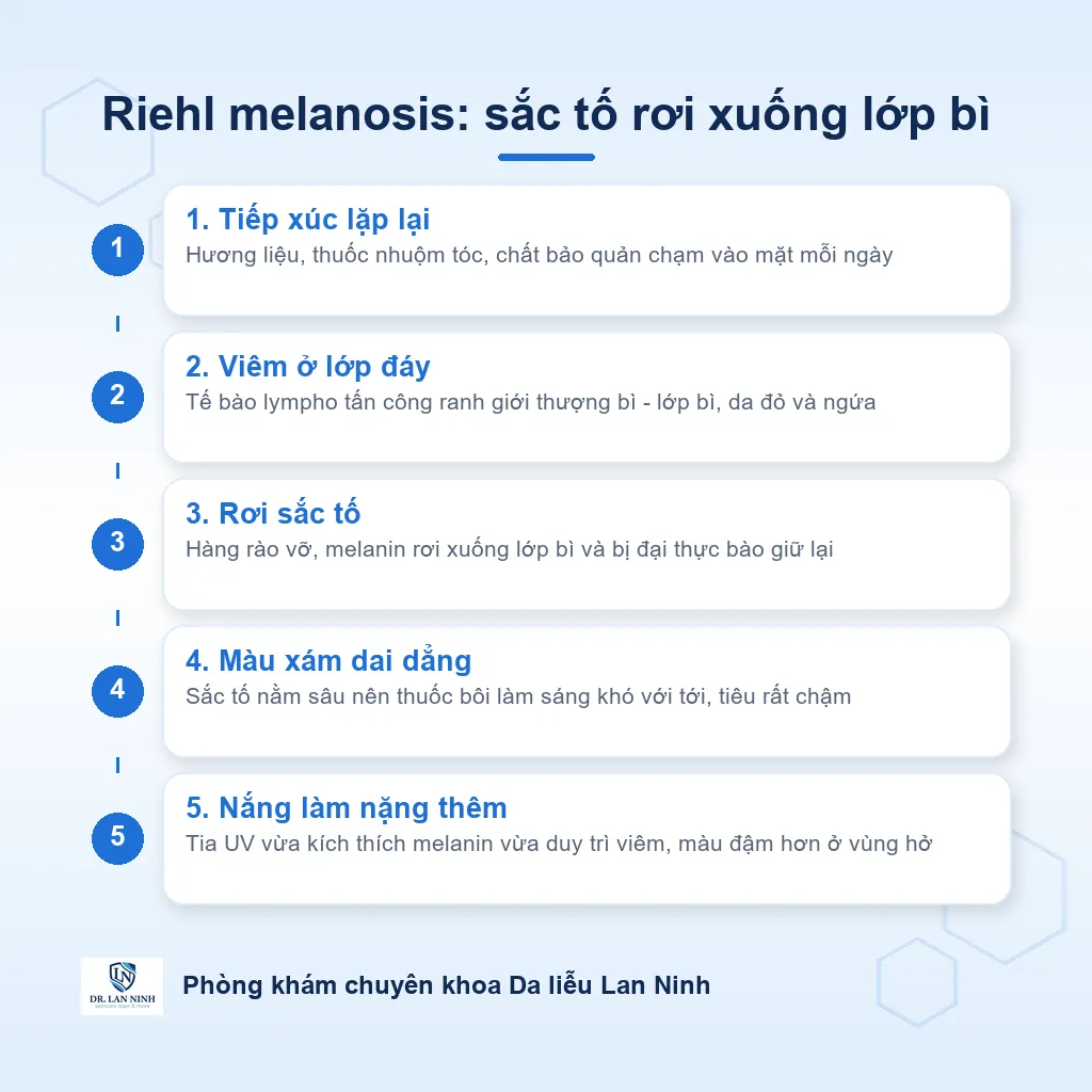 Sơ đồ cơ chế Riehl melanosis: dị nguyên gây viêm lớp đáy, melanin rơi xuống lớp bì và bị giữ lại gây sạm màu xám