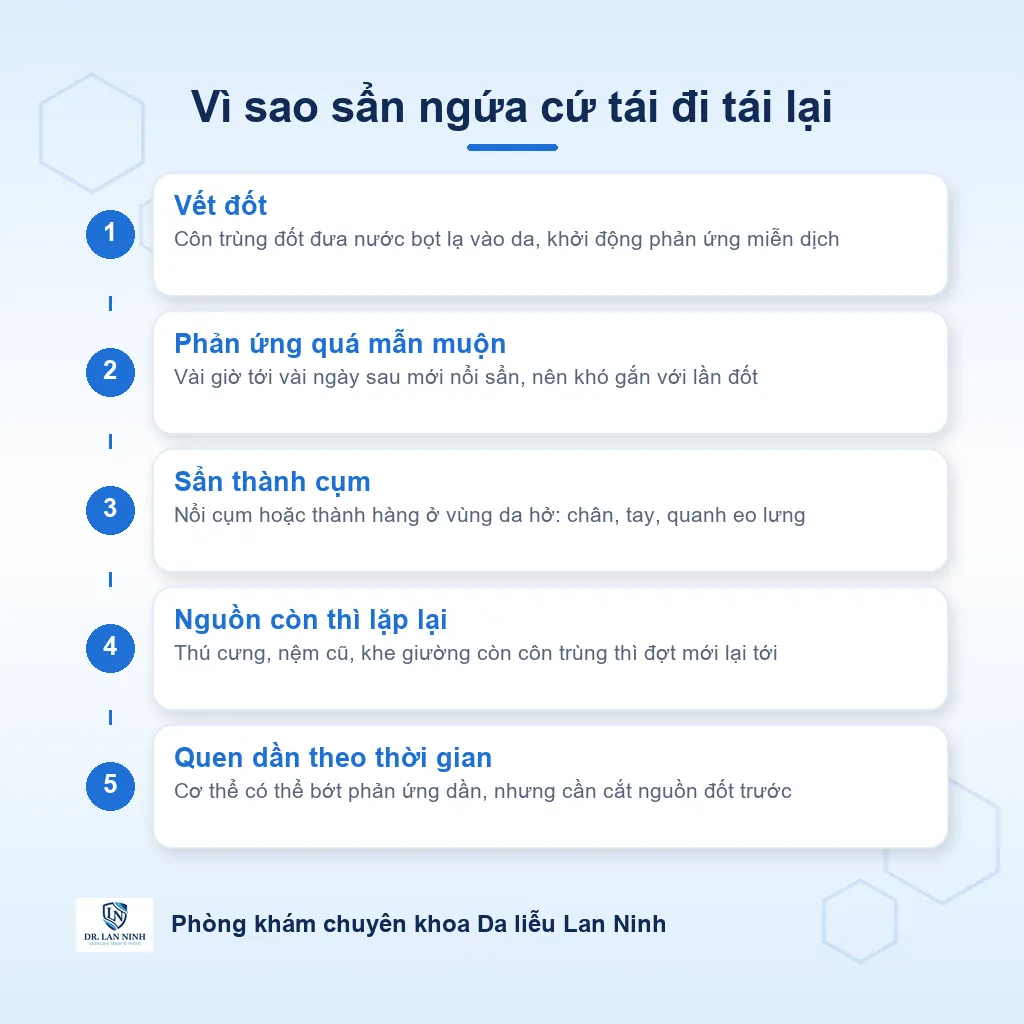Sơ đồ vì sao sẩn ngứa do côn trùng đốt cứ tái đi tái lại: vết đốt gây phản ứng quá mẫn muộn, nổi sẩn thành cụm ở vùng da hở, và bệnh lặp lại khi nguồn côn trùng trong nhà chưa được xử lý