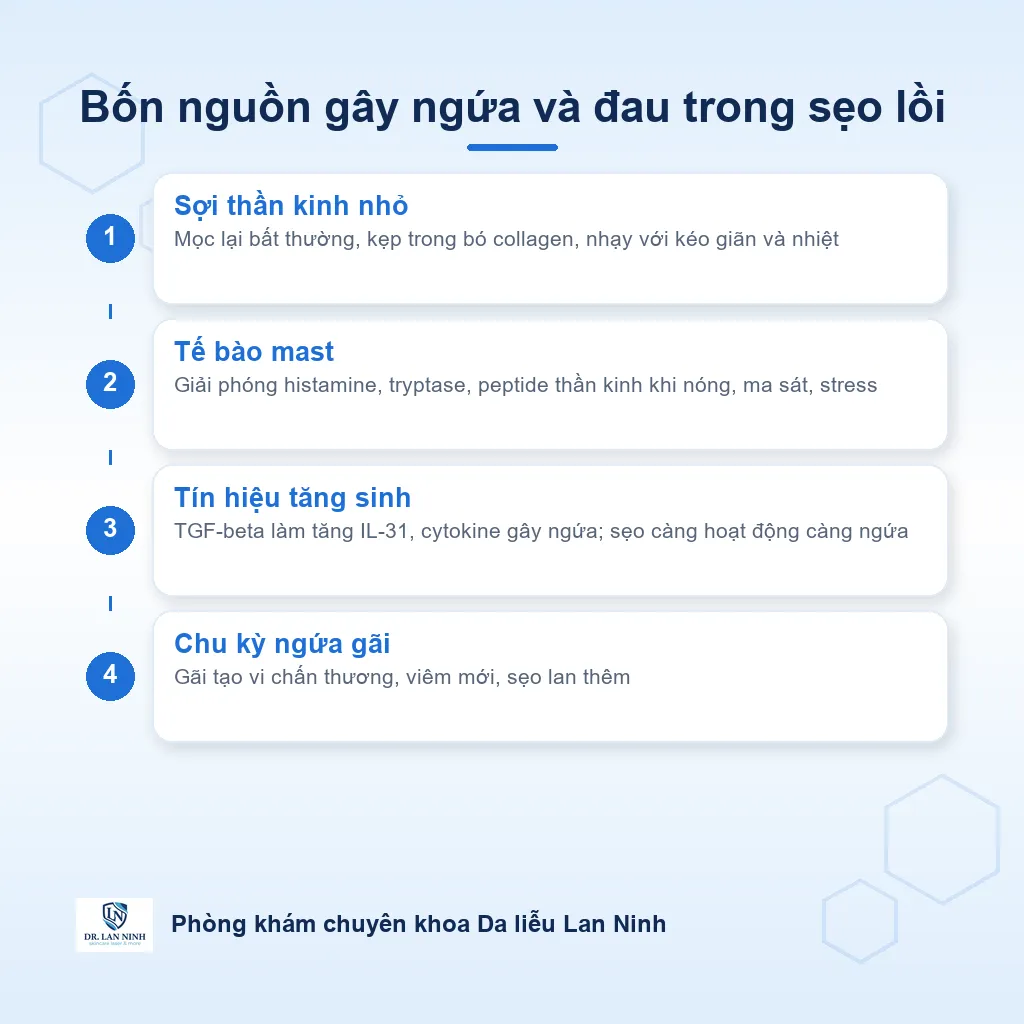 Sơ đồ cơ chế gây ngứa và đau trong sẹo lồi