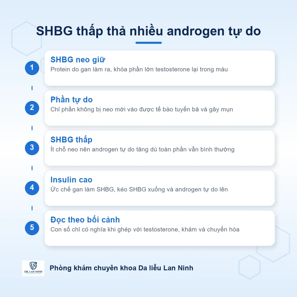 Sơ đồ SHBG neo giữ testosterone trong máu, SHBG thấp làm tăng phần androgen tự do tác động lên tuyến bã trong mụn nội tiết