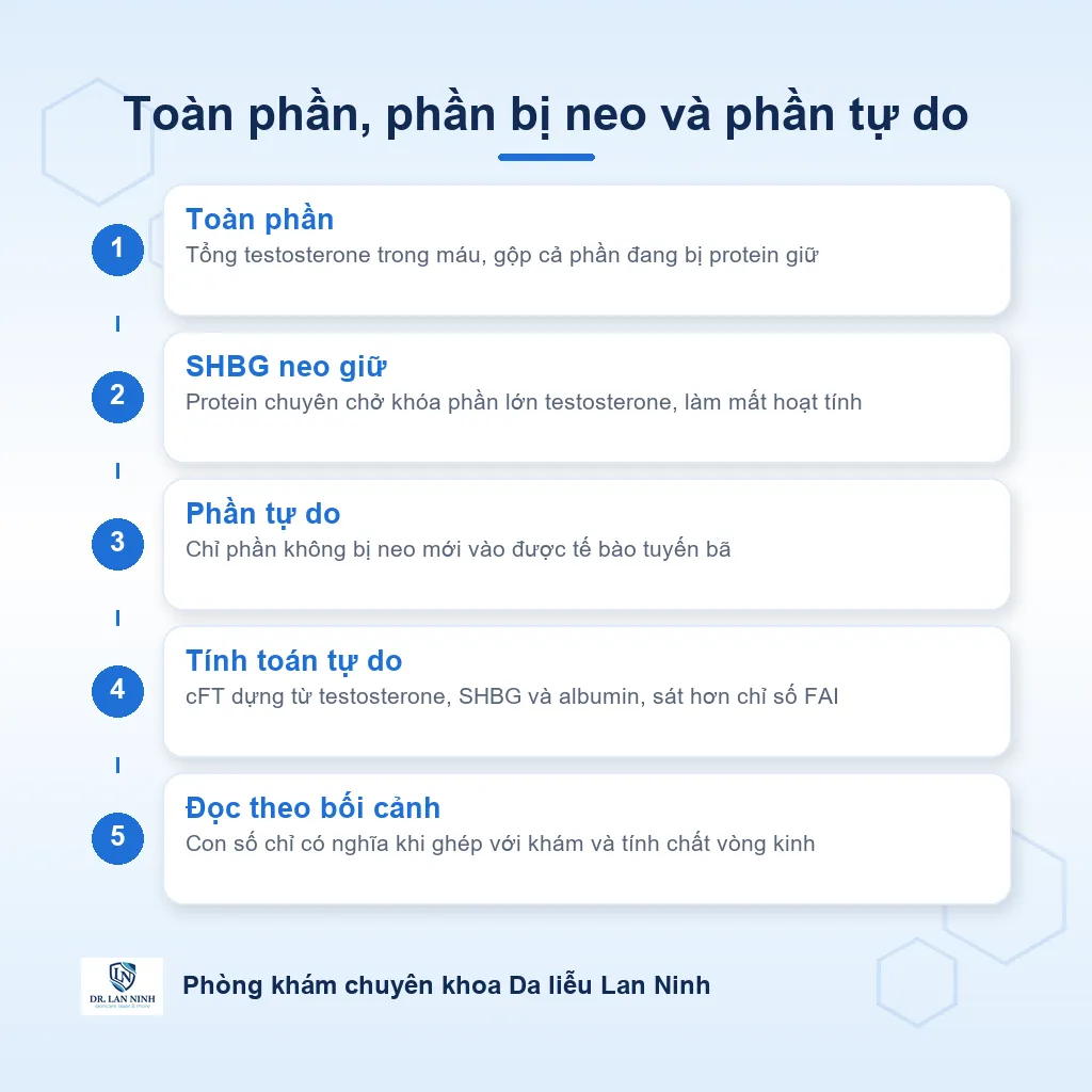 Sơ đồ testosterone toàn phần, phần bị SHBG neo giữ và phần testosterone tự do tác động lên tuyến bã trong mụn nội tiết
