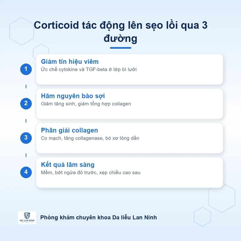 Sơ đồ cơ chế tiêm corticoid nội tổn thương tác động lên mô sẹo lồi
