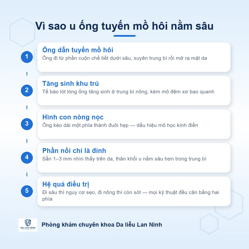 Sơ đồ cơ chế u ống tuyến mồ hôi: ống dẫn tuyến mồ hôi tăng sinh trong trung bì nông, cấu trúc ống lót hai hàng tế bào biểu mô có đuôi hình con nòng nọc, phần thân nằm sâu hơn phần sẩn nhìn thấy trên mặt da.