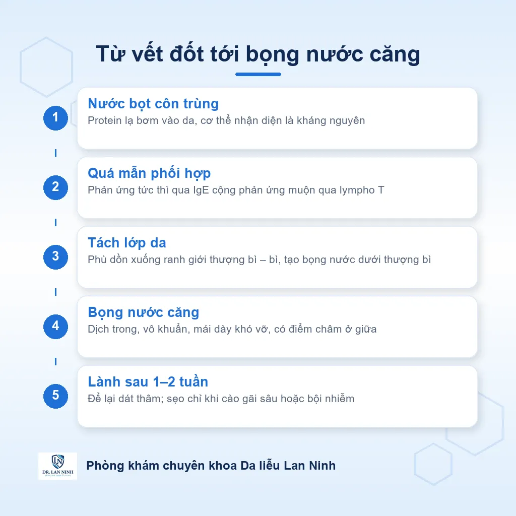 Sơ đồ cơ chế viêm da bọng nước do côn trùng: kháng nguyên nước bọt côn trùng gây quá mẫn, phù nề ranh giới thượng bì và bì, tách lớp tạo bọng nước căng dưới thượng bì với nhiều bạch cầu ái toan.