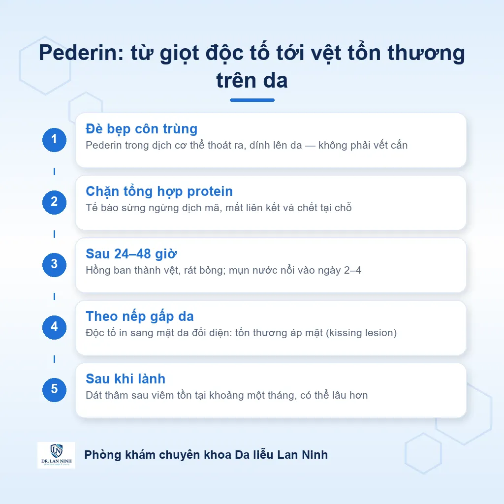Sơ đồ cơ chế viêm da tiếp xúc do kiến ba khoang: độc tố pederin từ dịch cơ thể côn trùng dính lên da, ức chế tổng hợp protein của tế bào sừng, gây bọng nước và hoại tử thượng bì theo đường quẹt tay và theo nếp gấp da.